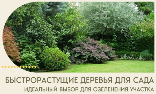 Быстрорастущие деревья для сада идеальный выбор в Асбесте