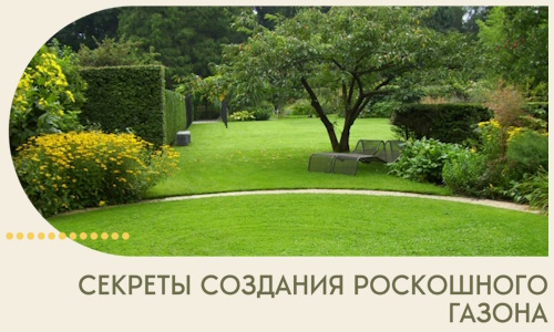 Секреты создания роскошного газона в Асбесте
